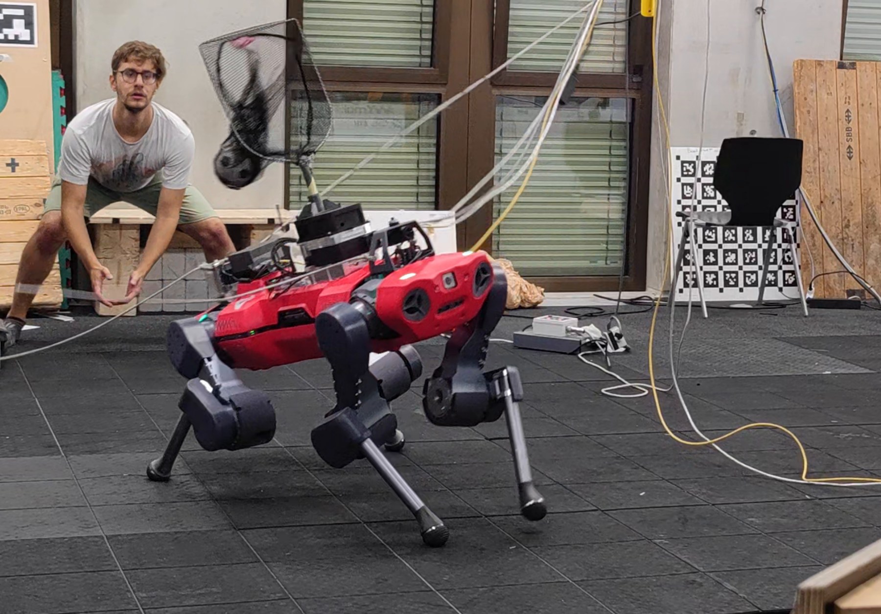 ANYmal leaning to catch a ball in its net in the lab.